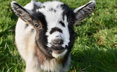 baby-goat-poop-chart-diarrhea-in-goats.jpg