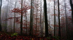 herbstrot - schönberg