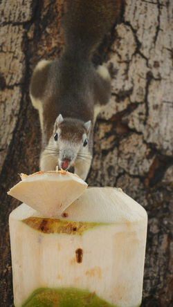 squrriel vs coconut - bkk