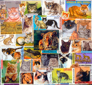 Felines (variety pack of 3 different images)
