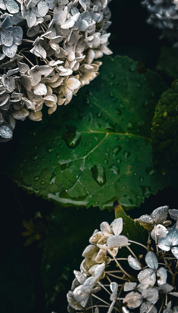 Morning Dew