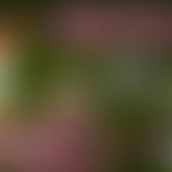 Mercronspi 261 - Talibanlieusards, 2025-11-12 - compendium