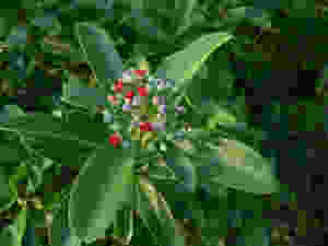 Saro o Mandravasarotra
