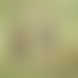 Two people holding hands while walking through a grassy field with two dogs, surrounded by open green landscape, reflecting connection, calm, and togetherness at Hamakua Sanctuary. If you’d like a slightly more poetic version or one that emphasizes family, stewardship, or daily life at the sanctuary, I can refine it.