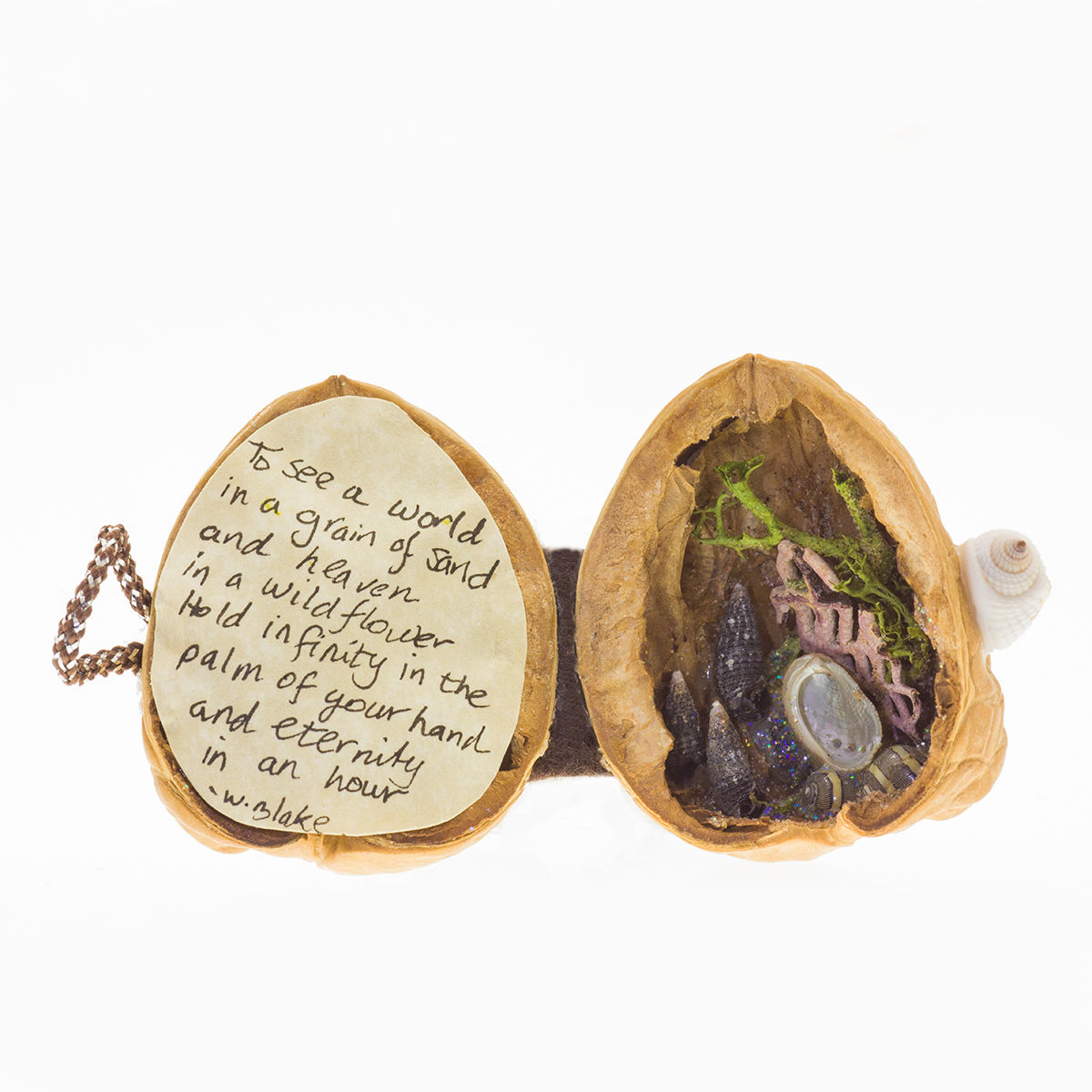 Walnocket - Abalone Shell