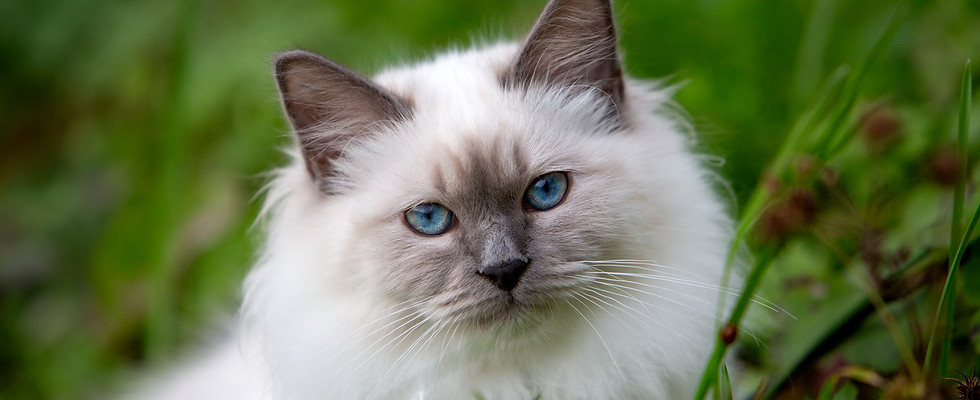 veterinærbesøk hjemme