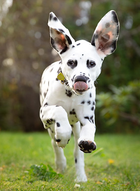 Oppdretter avtale dyrlege