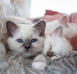 Oppdretter veterinær