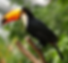 Fauna-de-la-selva-peruana-El-tucan