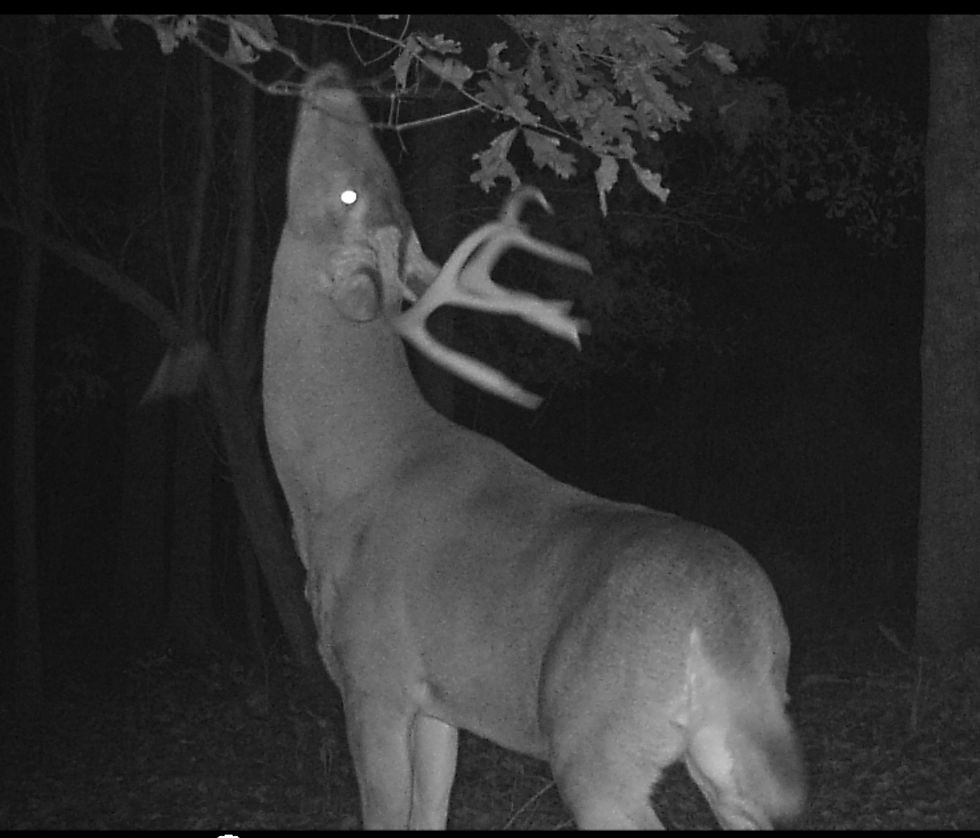 Thumbnail: BUCK'n Serious BONEHEAD Trophy Buck Lure