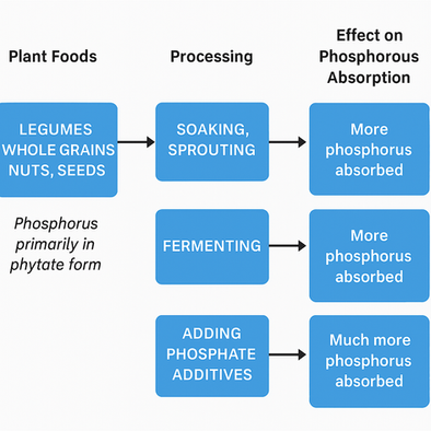 Phosphorus and Chronic Kidney Disease: Why Diet Matters