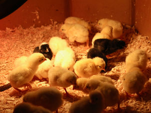 Broiler chicks in brooder under heat lamp