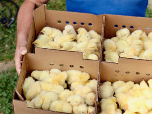 Day-old broiler chicks in cardboard transportation box, held by William