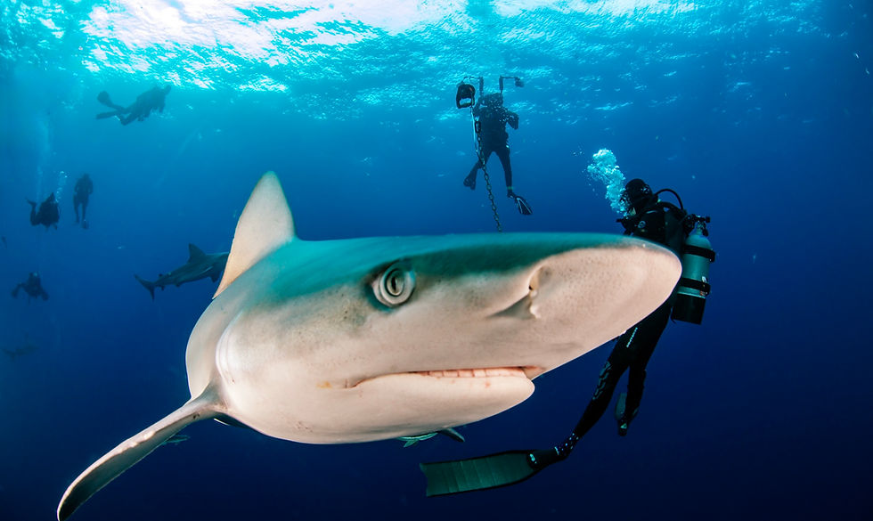 Shark diing with Black Flag Charters