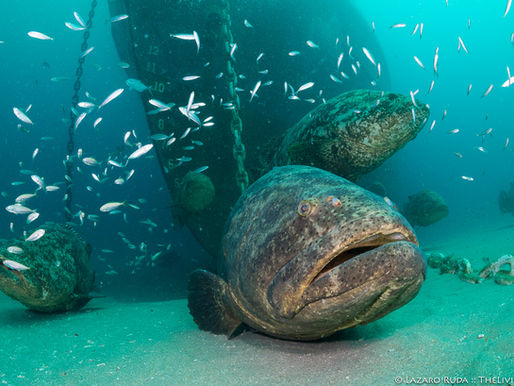 Diving with Goliath Grouper at Palm Beach wreck trek