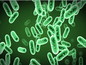 bacteria.png