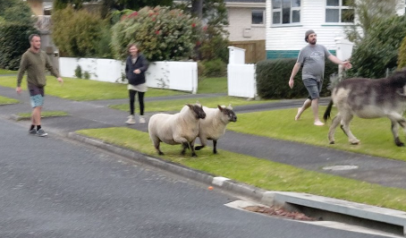 Neighbours herd together when donkeys and sheep go walkabout