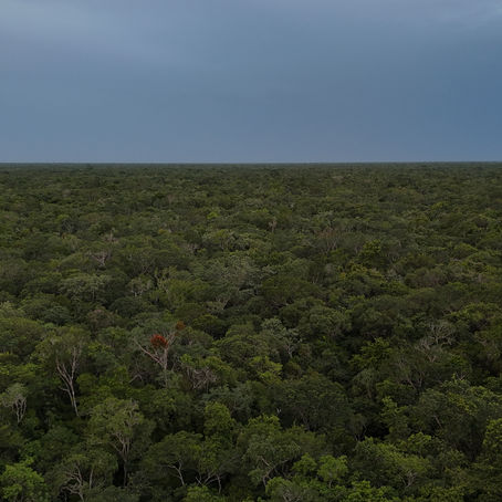 Oportunidad de servicio social o práctica profesional