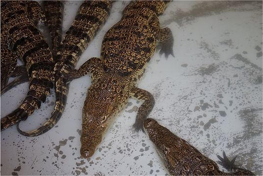 1.4_proyecto_costero_golfo_caribe_ppd_me