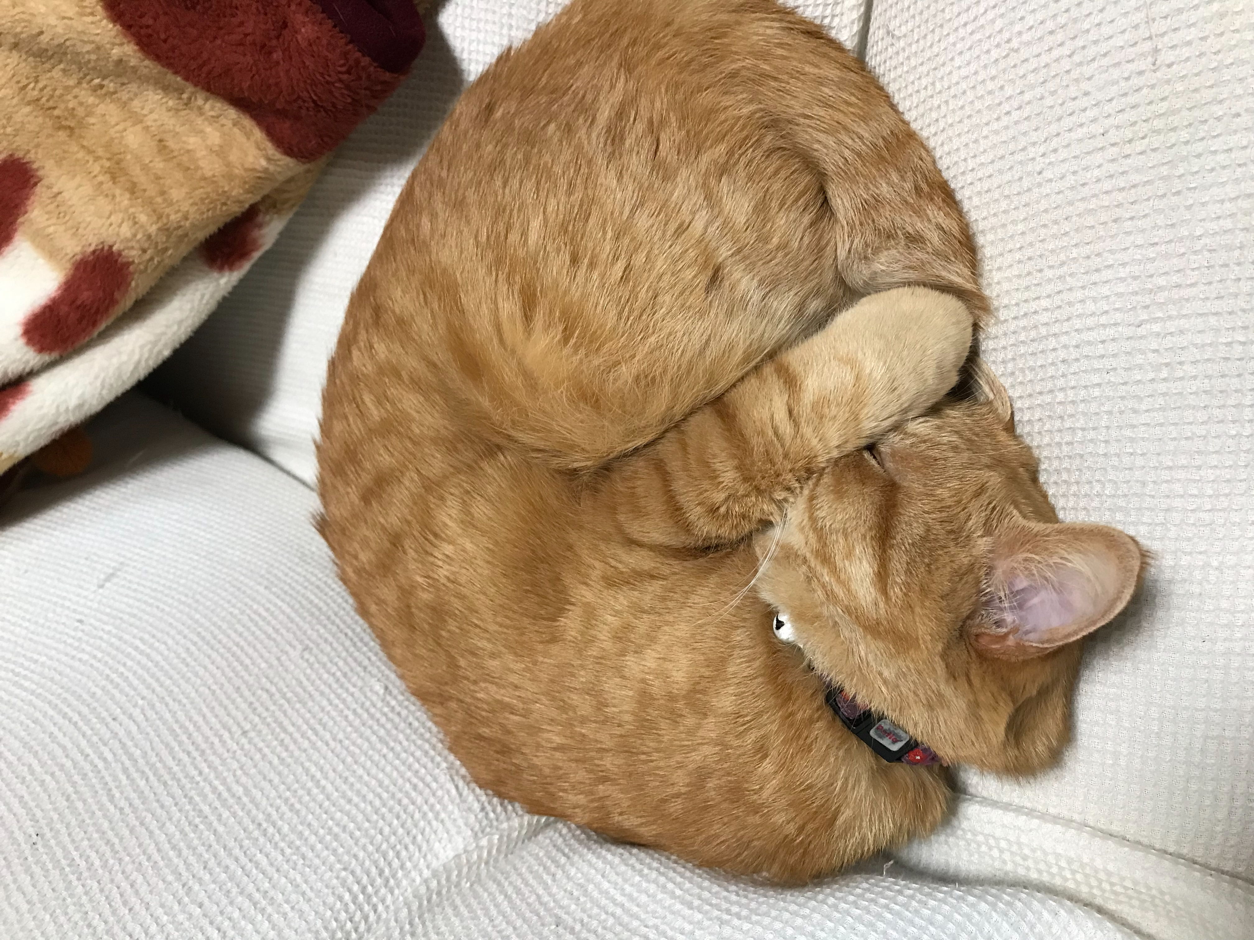 執筆者の写真: 猫の大群