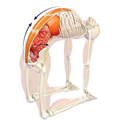 anatomia 1_edited.png
