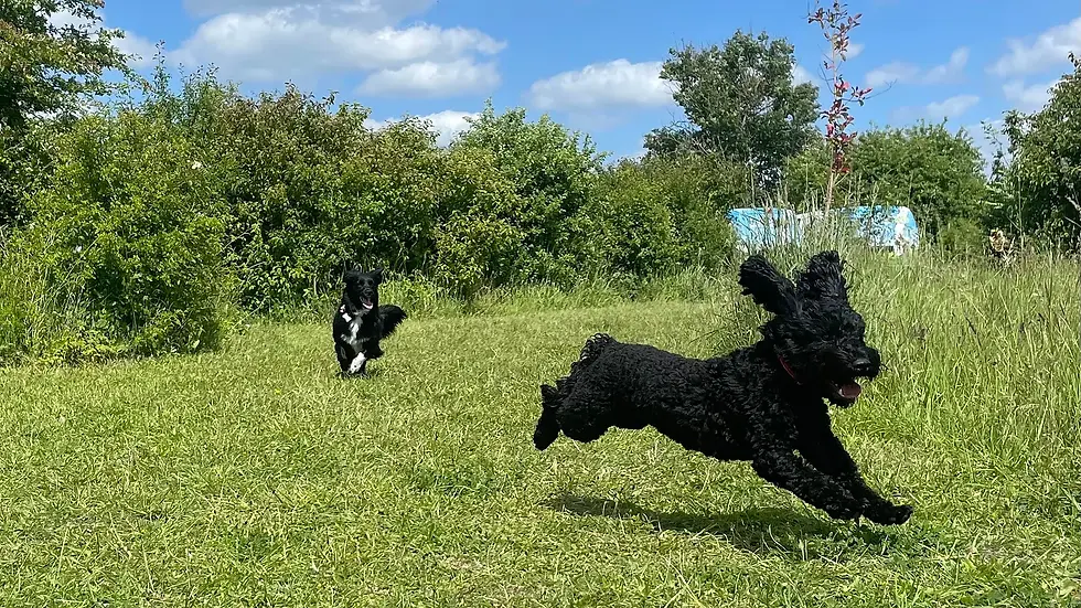 dogs jumping in a field