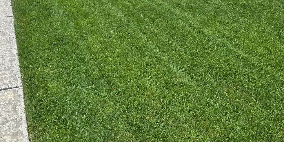 Professionally maintained lawn in Calgary with healthy green grass