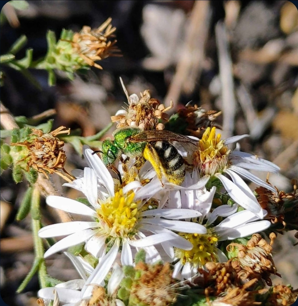 Eye-level view of a native prairie garden with wildflowers and grasses