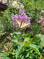 Butterfly Bearspaw
