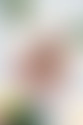 Célébrez Noël comme il se doit ! Voici la recette tant attendue de sablés de Noël, parfaite pour rester aligné avec vos objectifs de remise en forme et de bien-être !