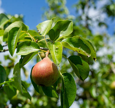 3507-Waalgaard juli 2020.jpg