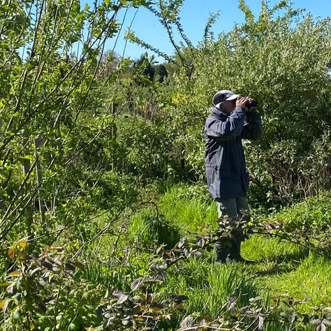 Vogelen in de Waalgaard