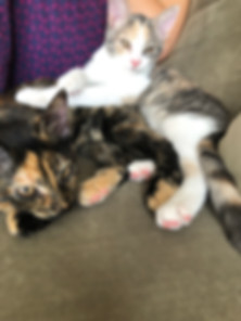 kedi sahiplendirme ilanları