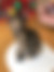 sahiplendirme için kedi ilanlari gösteren ikinci küçük fotoğraf