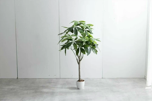 高さ120cm】Nature 光触媒人工観葉植物 パキラ | kaguco