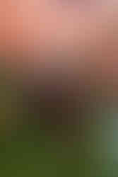 Fotógrafo de eventos infantis em Aracaju, festa Harry Potter meninos brincam de futebol