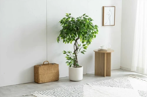 高さ120cm】Nature 光触媒人工観葉植物 ベンジャミン | kaguco