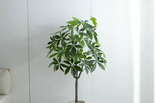 サムネイル： 【高さ150cm】Nature 光触媒人工観葉植物 パキラ