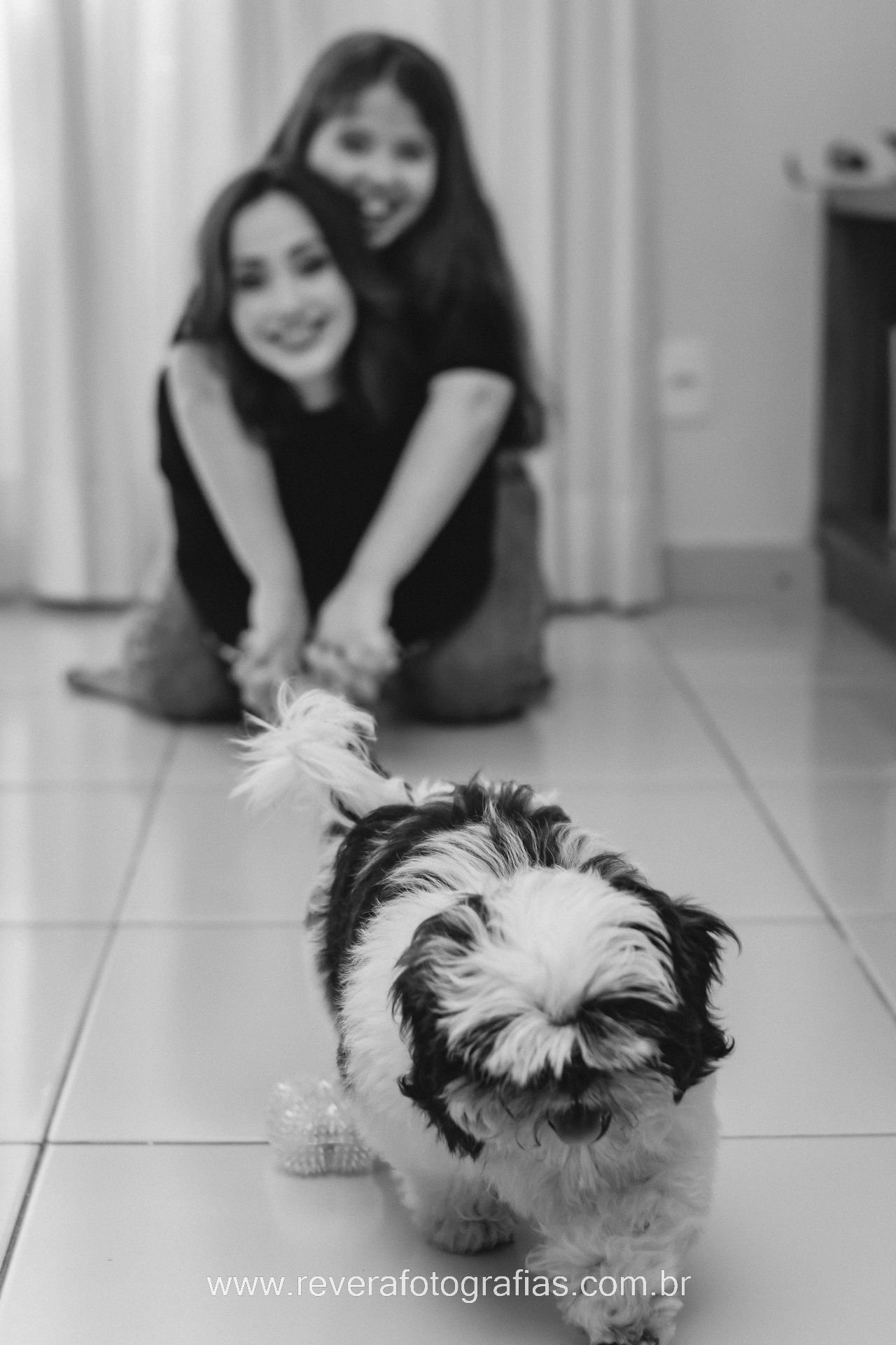 reverá fotografias: fotógrafa faz Fotografia lifestyle profissional espontânea de pet cachorro brincando com bola em casa na sala de estar, em Aracaju, Sergipe