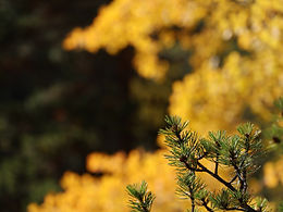 Fall