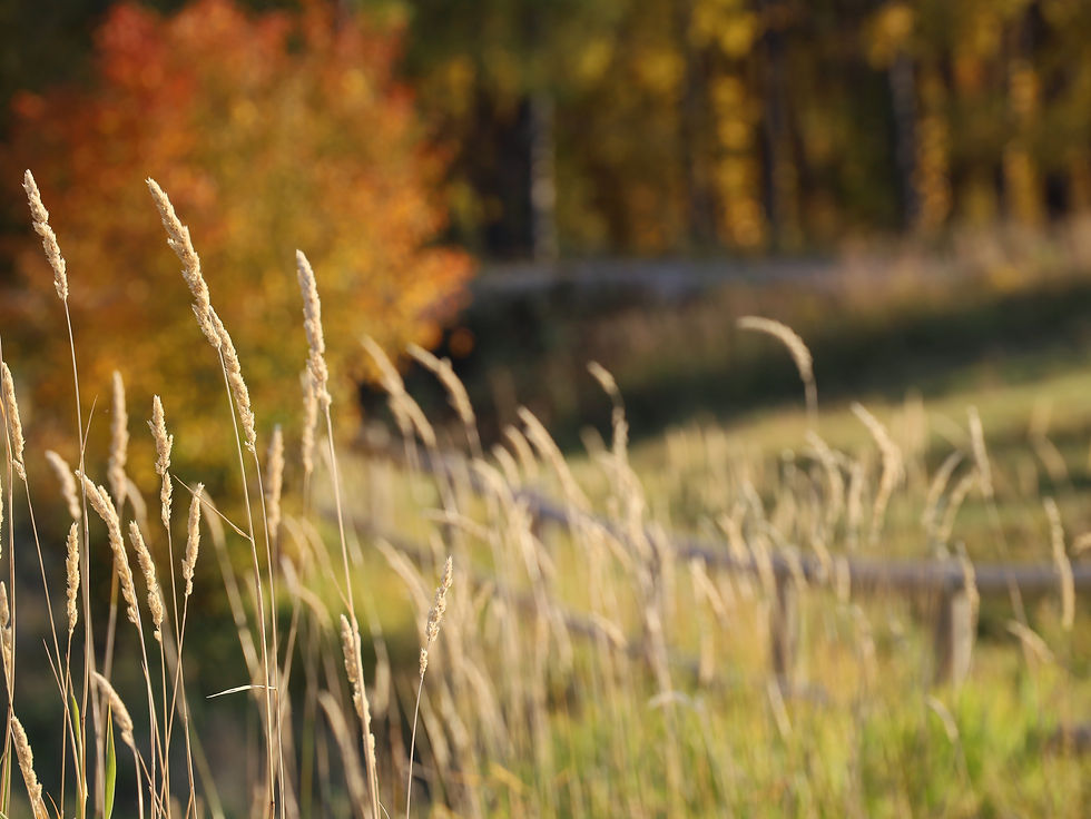 Fall 008
