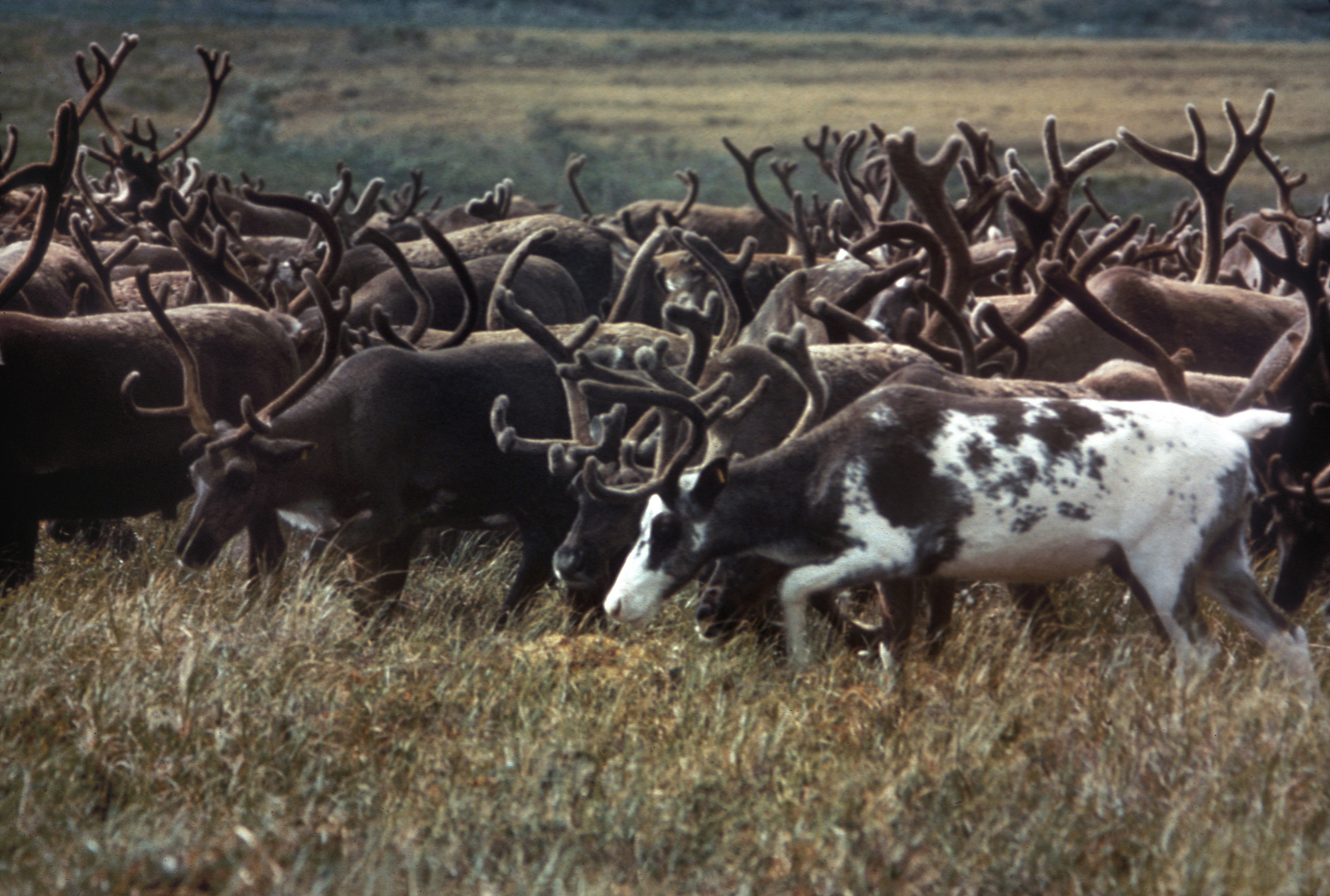 Caribou au Québec : des millions pour gagner du temps, mais toujours pas de plan pour la forêt