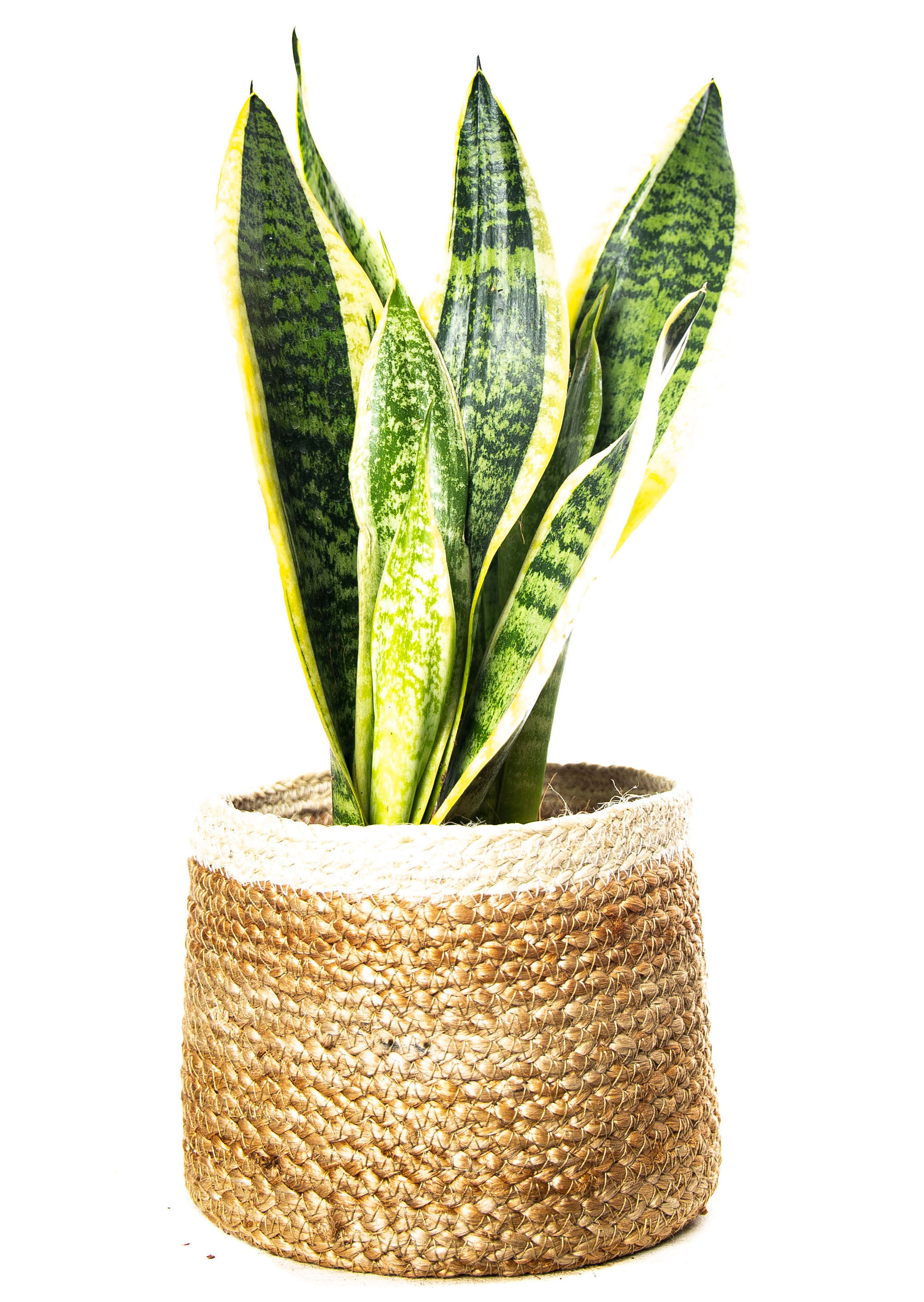 SANSEVIERIA