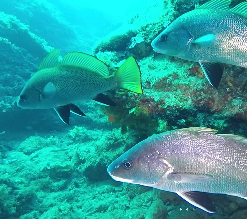 Diving: Diving 5 Terre