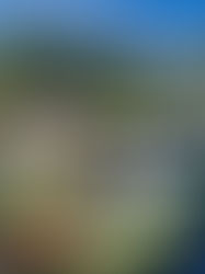 Carlos Santana's Private Hillside Home Provides Spectacular San Francisco Bay Views