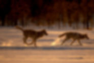 52873736157-303d4d1812-k.jpg