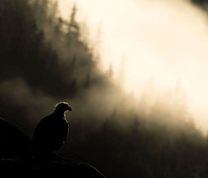 pygargue-alaska-wilderwall-arnaud-marchais.jpg