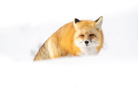 renard-yellowstone-wilderwall-marchais.jpg