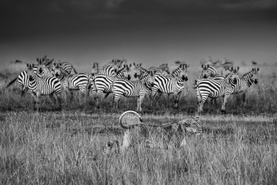 lionne-kenya-wilderwall-marchais.jpg
