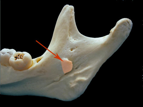 Língula | mandibularx